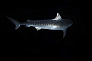 Naukowcy udowodnili długoterminową migrację rekinów tygrysich Naukowcy udowodnili długoterminową migrację rekinów tygrysich